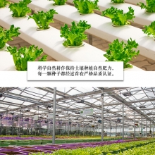 北京新鲜蔬菜「季卡12次」北京地区配送